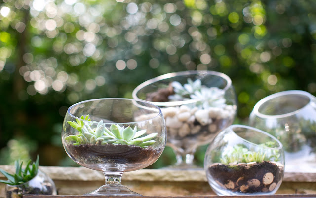 Accent Decor Terrariums