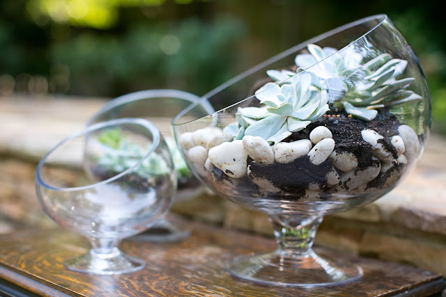 Accent Decor Terrariums with Bias Bowls
