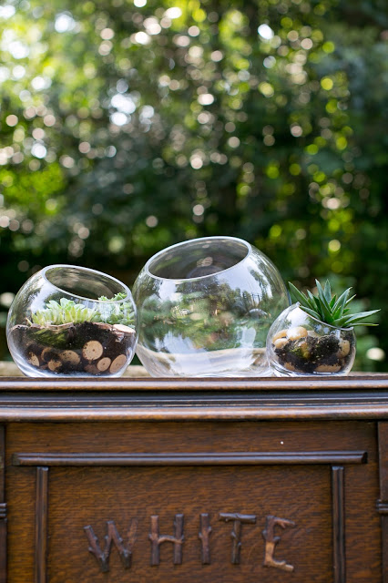 Accent Decor Terrariums