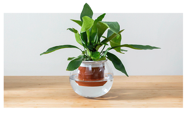Image of hands using the self-watering Davies Planter.
