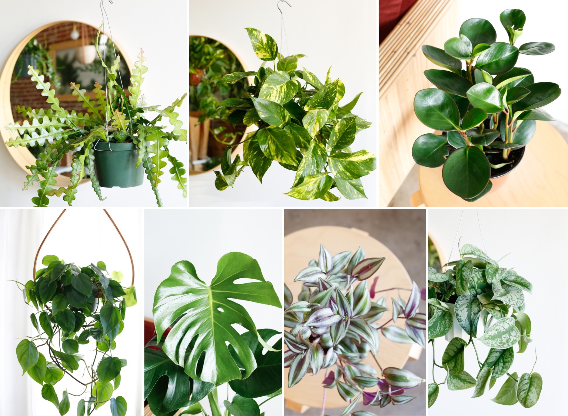 brasil pothos plant Philodendron hederaceum BRASIL main image 0