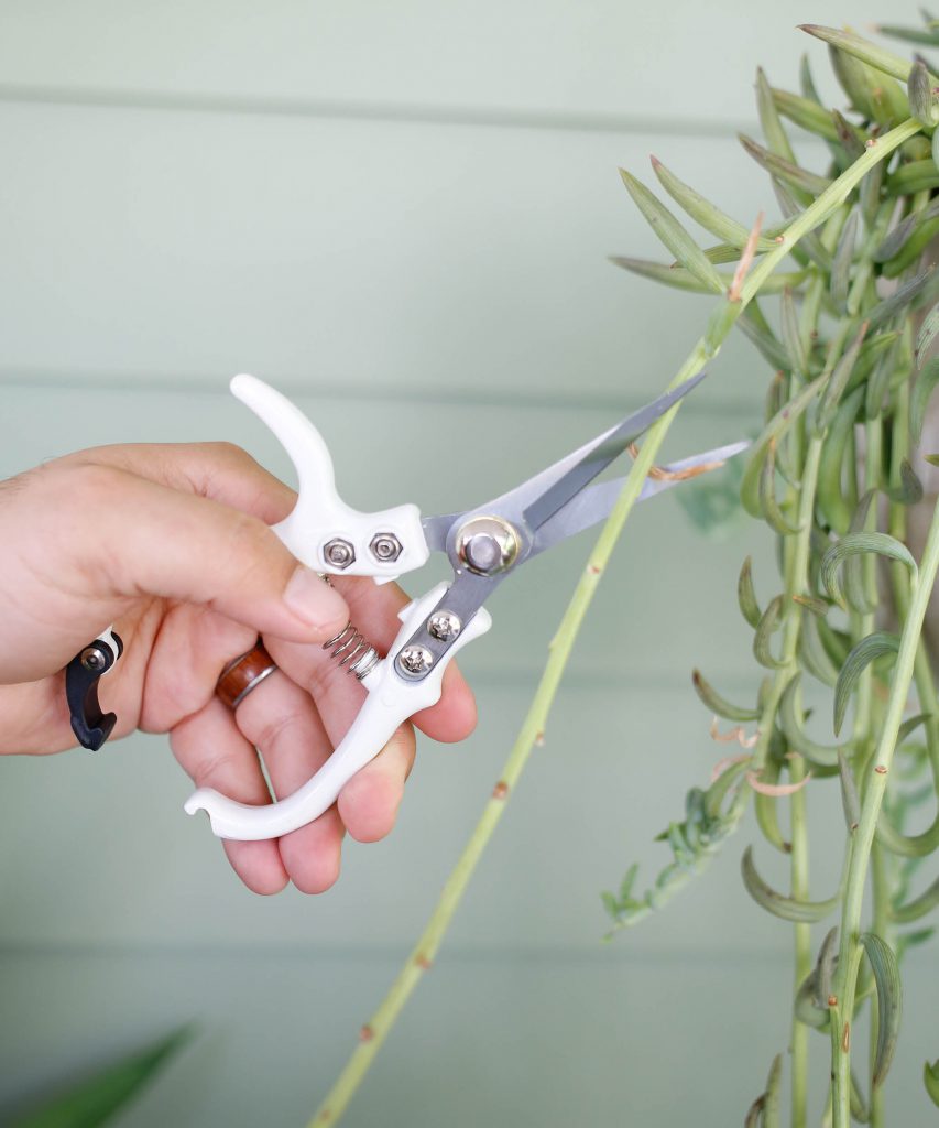 Cutting leaves
