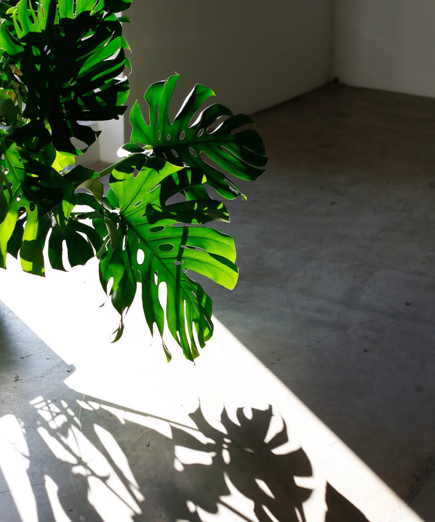 monstera leaf