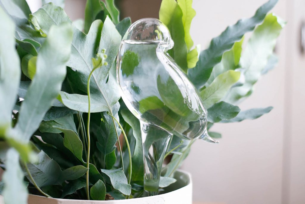 An image of a self-watering trickle tube for a plant. The tube is clear and flexible, allowing water to flow through it. One end of the tube is submerged in a container of water, while the other end is inserted into the soil near the plant's roots.