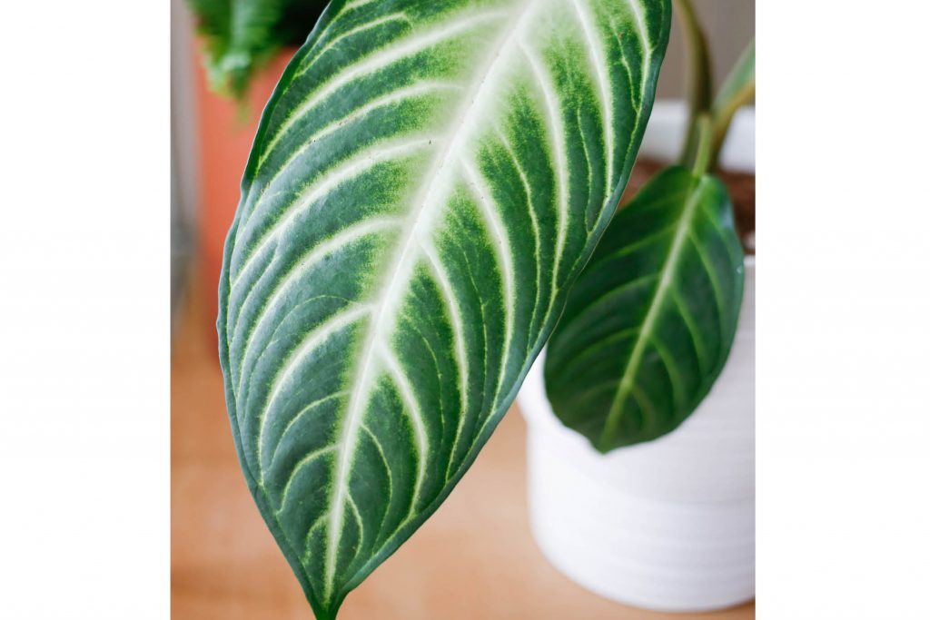 Image of a green caladium lindenii leaf in the Olin Pot from Accent Decor.