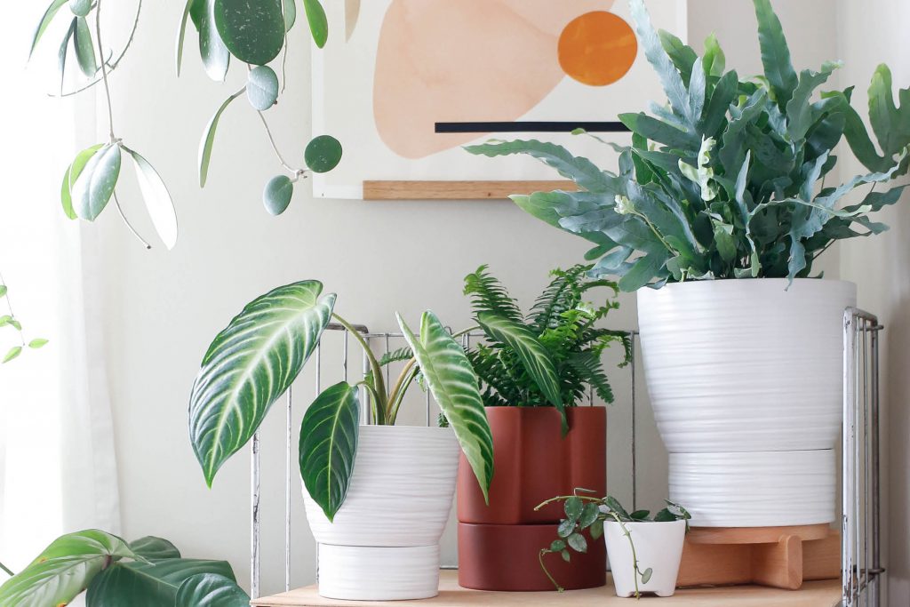 An image of a self-watering pot with a sleek design. The pot is made of ceramic and has a reservoir at the bottom. The reservoir is filled with water and has a small tube extending upwards into the soil. The pot contains a healthy, vibrant plant with lush green leaves. The self-watering system provides a convenient way to keep plants hydrated, as excess water is stored in the reservoir and gradually released into the soil as needed, ensuring optimal moisture levels for the plant's growth and well-being.