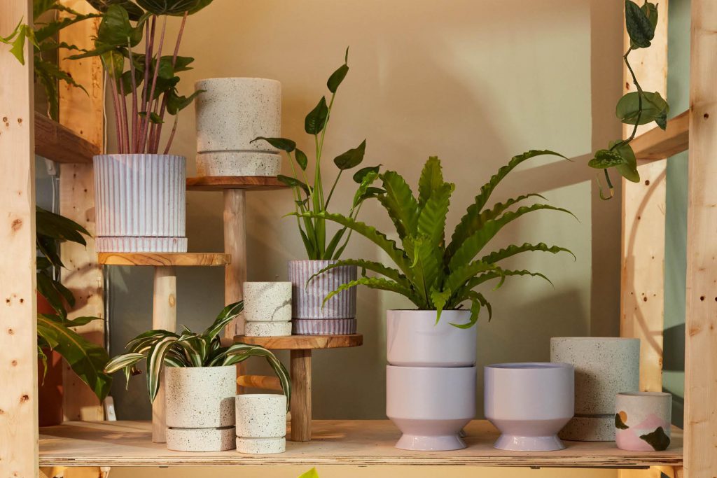 A collection of vibrant plants planted in lavender pots.