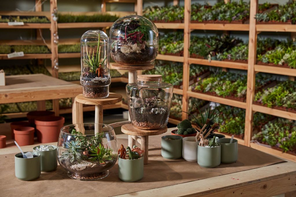 A delightful selection of terrariums showcasing miniature ecosystems in glass containers. Each terrarium is a self-contained world, housing a variety of plants, mosses, and small decorative elements