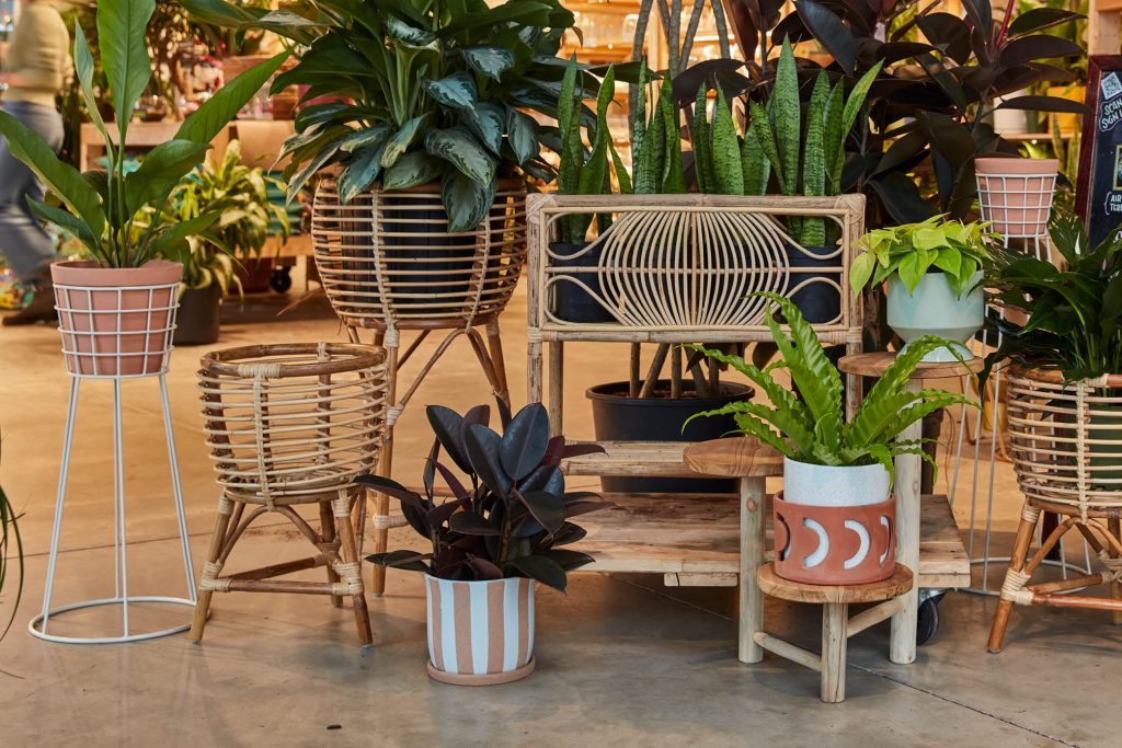 Rattan plant stands beautifully showcase an assortment of greenery in a well-lit room. The natural texture and warm tone of the rattan stands create a visually appealing display, complementing the vibrant foliage of various plants and adding a touch of organic charm to the space.