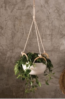 Sym Hanging Bowl suspended from a ceiling containing a lush, cascading plant.