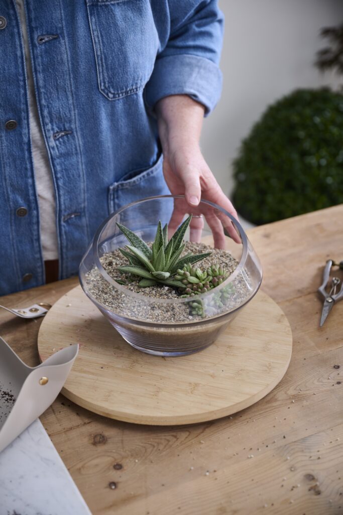 Expert Terrarium Tips with Danae Horst | Accent Decor Blog