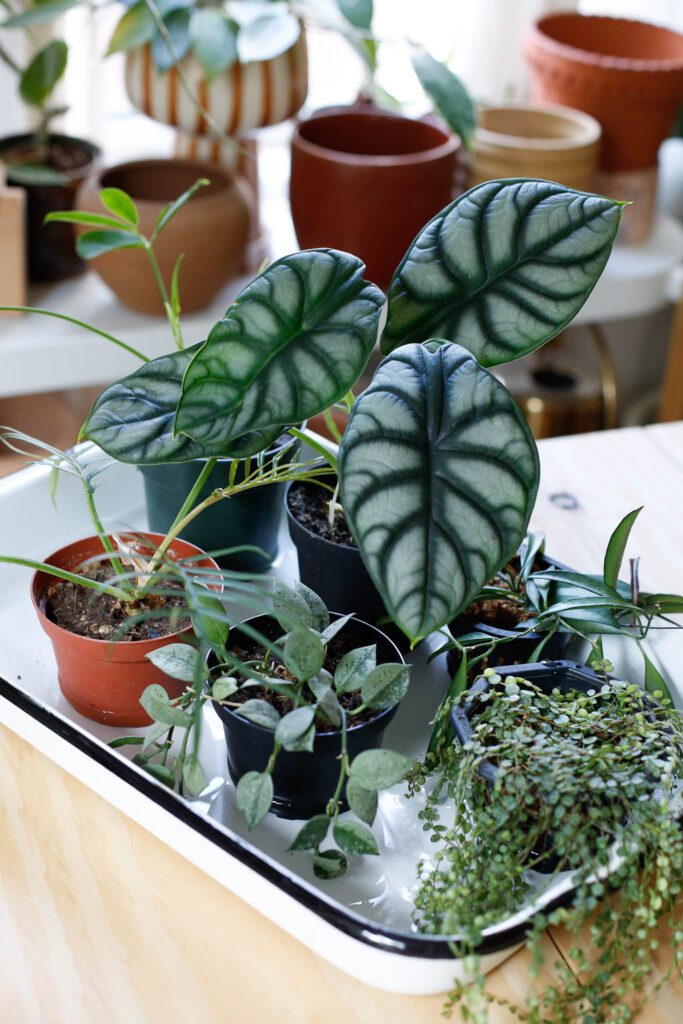 Plant Watering Tips | How to Water Indoor Plants | Accent Decor