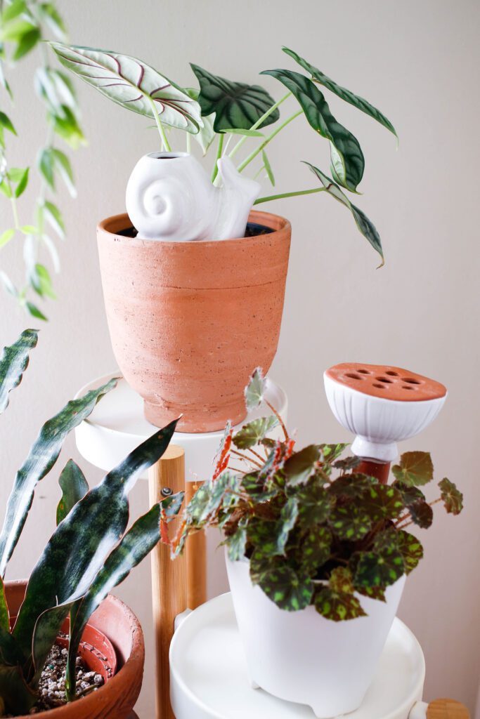 pink hanging planter Pink Hanging Basket Begonia main image 1