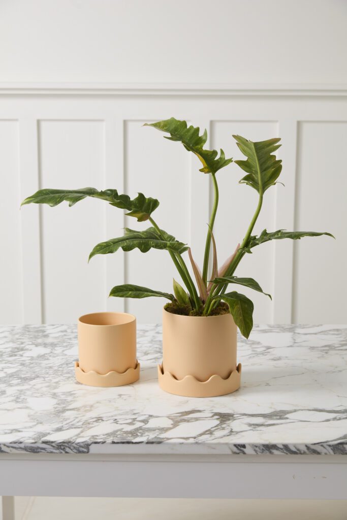 Peach Pissaro Pots placed on a marble tabletop.