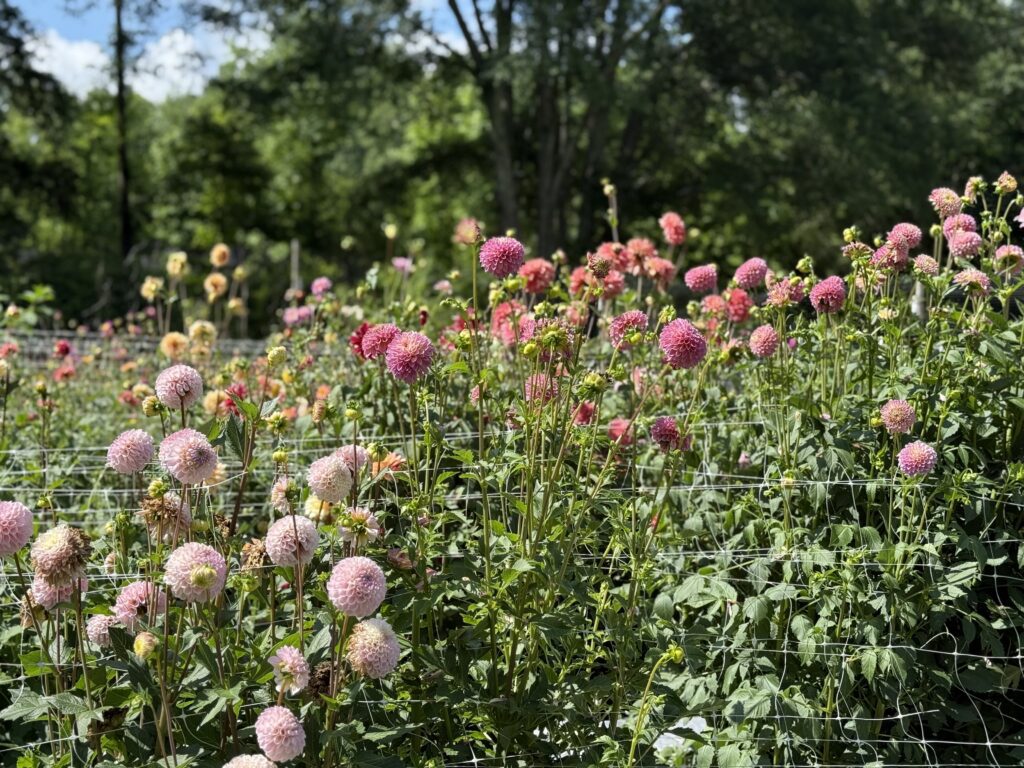 A flower farm field of various pink flowers
