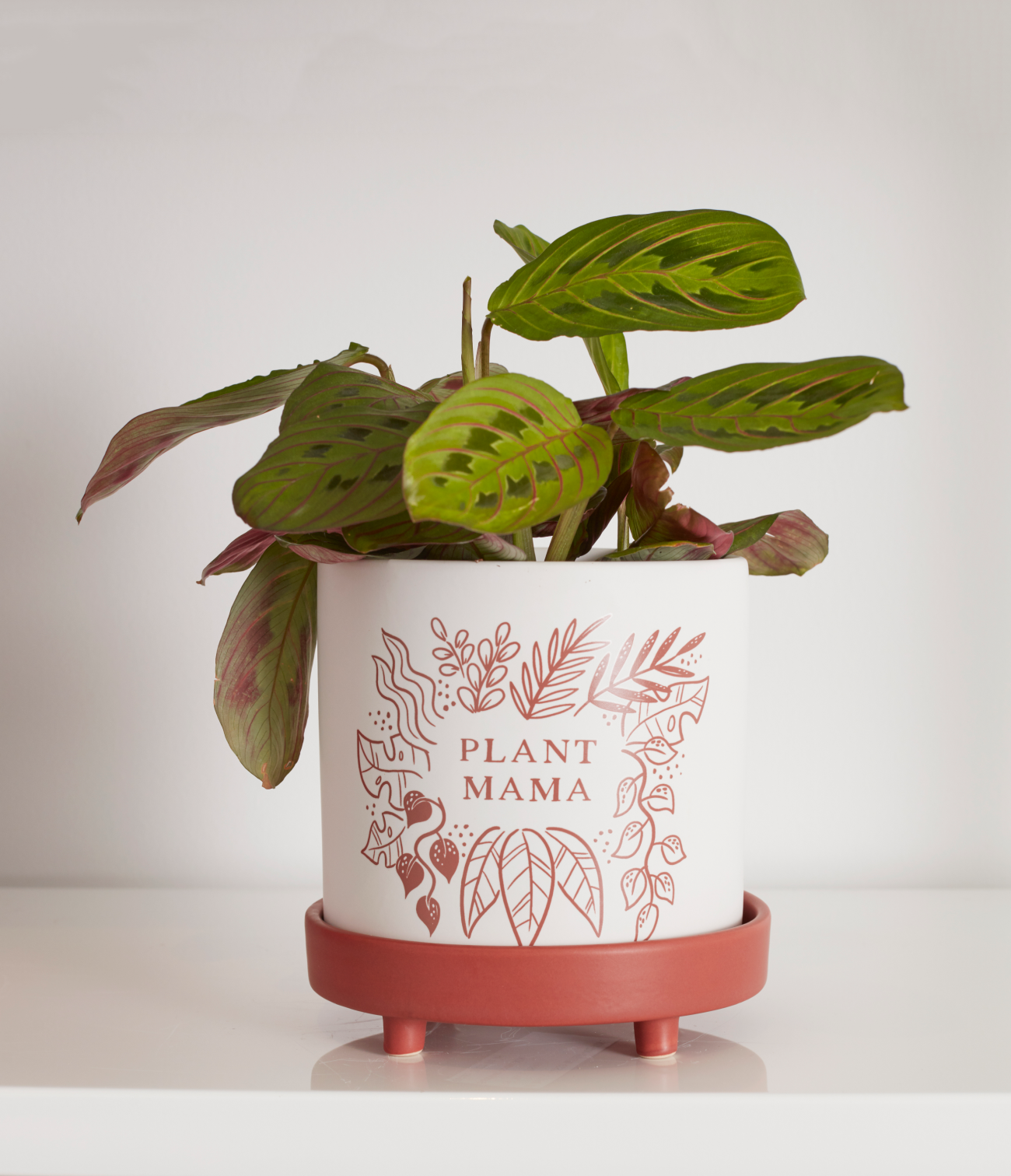Shop Plant Parent Pot Collection